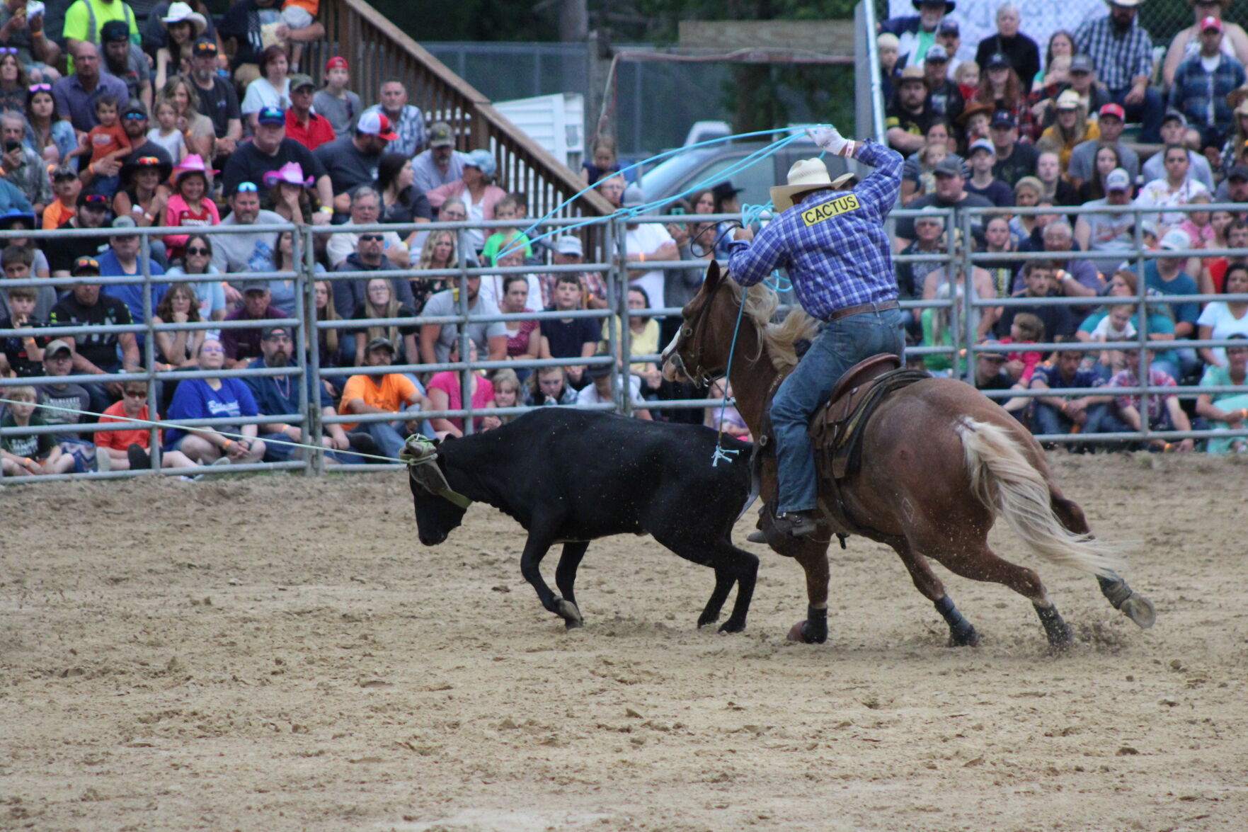 Rider and Steer